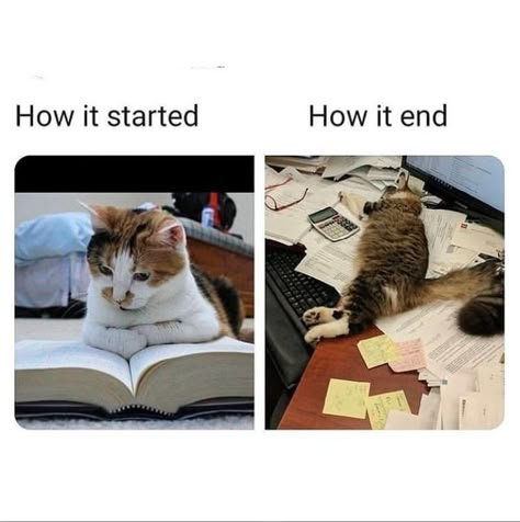 Students Memes Hilarious, Essay Memes Funny, Education Memes Student, Student Memes Hilarious, Study Memes Funny Humor, Relatable School Meme Student, Daily Life Relatable Memes Funny, Study Memes Funny Student, Funny School Memes Student