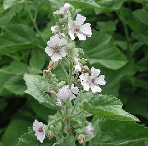 Marshmallow Plant, Marsh Mallow, Mallow Plant, Marshmallow Flowers, Althaea Officinalis, Mallow Flower, Sunny Garden, Plant Benefits, Marshmallow Root