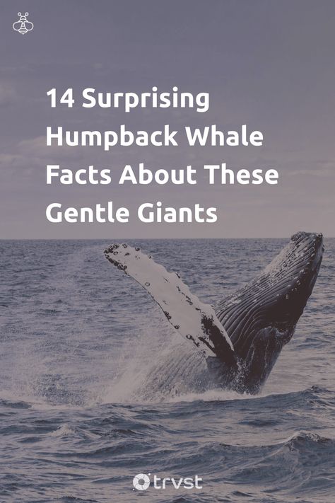 "14 Surprising Humpback Whale Facts About These Gentle Giants"- Come and learn about the fascinating world of humpback whales. You'll be amazed at their unique songs, incredible acrobatics, and extraordinary migrations. Discover their dietary habits, reproduction patterns, intelligence, and their vital role in our marine ecosystems. Also, we'll discuss their conservation status and how we can ensure the... #trvst #facts #biodiversity #conservation #marine #earth #natural #gogreen Humpback Whale Facts, Whale Facts, Baleen Whales, Whale Song, Biodiversity Conservation, Monterey Bay Aquarium, Marine Ecosystem, Curious Creatures, Marine Conservation