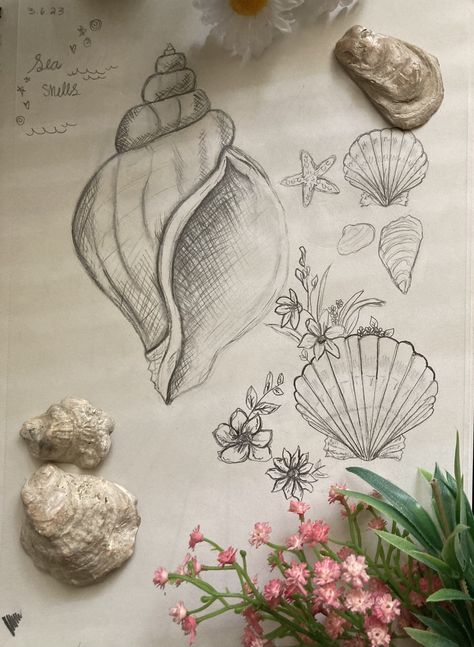 Conch Seashell, Seashell Drawing Aesthetic, Sea Shell Sketch, Conch Shell Sketch, Seashell Sketch, Conch Drawing, How To Draw Shells, Shell Sketch, Conch Tattoo Shell