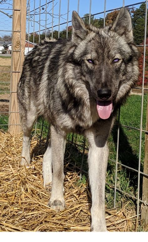 Wolfdog Animals For Sale, She Wolf, Exotic Animals, Pets For Sale, Wolf Dog, Exotic Pets, Puppies For Sale, Wolves, Opal