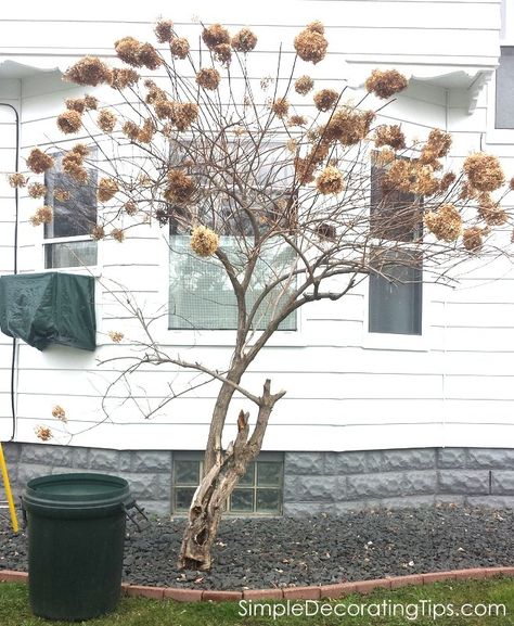 How to Prune a Hydrangea Tree DIY Spring Pruning, When To Prune Hydrangeas, Pruning Hydrangeas, Hydrangea Tree, Panicle Hydrangea, Hydrangea Bush, Hydrangea Colors, Hydrangea Garden, Hydrangea Paniculata