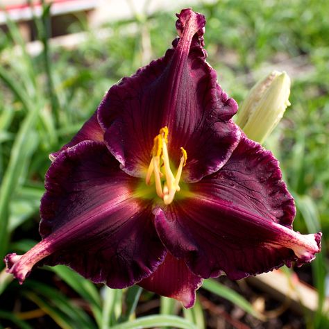 UF Crispate Daylily, Hemerocallis 'Coit Tower' (Stamile-Pierce, 2010) Garden Privacy, Day Lilies, Bloom Blossom, Annual Flowers, Daylilies, Purple Eyes, Black Flowers, Exotic Plants, Outdoor Rooms