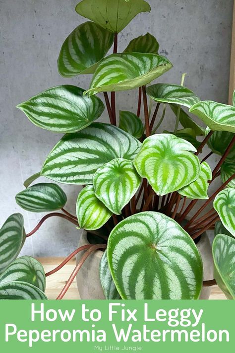 Cause for Leggy Watermelon Peperomia Plant (and how to fix it) - My Little Jungle Watermelon Leaves, Cat Safe Plants, Watermelon Plant, Peperomia Plant, Plant Maintenance, Zebra Plant, Household Plants, Fertilizer For Plants, Mother Plant