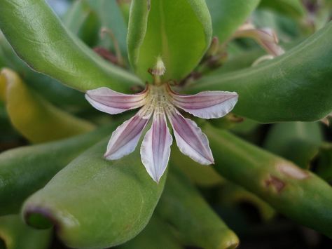 Naupaka kahakai (Scaevola taccada) by Jupiter Nielsen, via Flickr Naupaka Tattoo, Naupaka Flower, Plant Styling, Tattoos Inspo, Tin Tin, Clay Craft, Plant Photography, Good Notes, Exotic Flowers