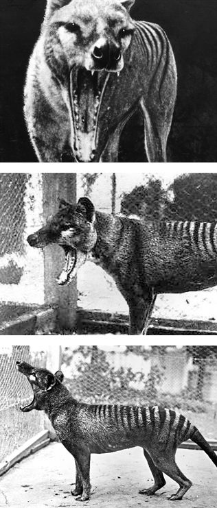 The last images of the "Tasmanian Tiger" nearing extinction. Biologist David Fleay's haunting photos at a Hobart zoo in 1922 are known around the world. Able to open its jaws to an unusual 80 degrees, the thylacine (Thylacinus cynocephalus ‘dog-headed pouched one’) was the largest carnivorous marsupial of modern times. Hunted to the brink of extinction as a "sheep-killer," a 2011 study revealed its jaws too weak to kill sheep. http://www.bbc.co.uk/nature/14730055 Tasmanian Tiger Art, Carnivore Animals, Uk Nature, Tasmanian Tiger, Haunting Photos, Australian Wildlife, Extinct Animals, Tiger Art, Dinosaur Art