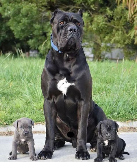 King Corso Dog, Blue Cane Corso, Black Cane Corso, Cane Corso Dog Breed, Cane Corso Italian Mastiff, Cane Corsos, English Dogs, Mastiff Breeds, Bully Breeds Dogs