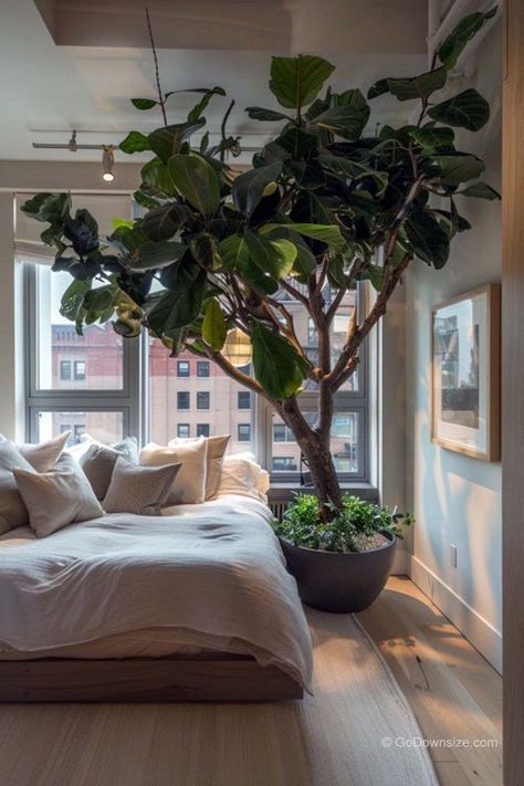 Fiddle Leaf Tree, Tree Home Decor, Aesthetic Apartment, Fiddle Leaf Fig Tree, Tree Home, Apartment Bedroom, Fiddle Leaf, Fiddle Leaf Fig, Rest And Relaxation