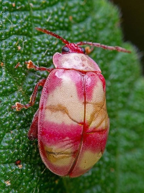 ˚Homophoita sp. Pink leaf beetle / besouro rosa  by Techuser @ Flickr Pink Beetle Insect, Pink Leaf Beetle, Pink Insect, Pink Beetle, Leaf Beetle, Cool Bugs, Beautiful Bugs, Creepy Crawlies, Arthropods