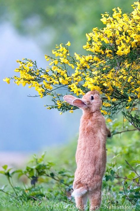 Bunny smells flower The Grass, Cute Bunny, Country Life, Bunny Rabbit, Wonderful Places, Beautiful Creatures, Animal Kingdom, Animals Beautiful, Yellow Flowers