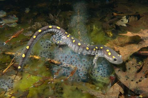 Like magic, these habitats disappear and reappear each spring Surrounded by fairy shrimp, a spotted salamander lays eggs in a vernal pool in Maryland. PHOTOGRAPH BY GEORGE GRALL, NAT GEO IMAGE COLLECTION Fairy Shrimp, Spotted Salamander, Changing Aesthetic, Frog Eggs, Conservation Biologist, Vernal Pool, Frog Species, Spring Magic, Salamanders