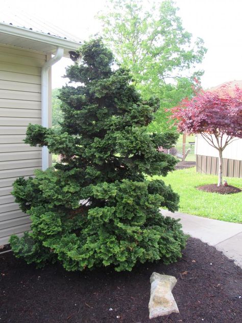 Slender Hinoki Cypress, Hinoki False Cypress, Mountain Landscaping, Cabin Landscaping, Sunrise House, False Cypress, Cypress Plant, Backyard Landscapes, Peaceful Green