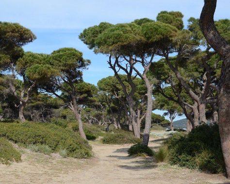 Pinus Pinea, Mediterranean Forest, Tree Growth, Tree Identification, Mediterranean Landscaping, Scenery Photography, Landscape Photography Nature, Mediterranean Garden, Greenhouse Gardening