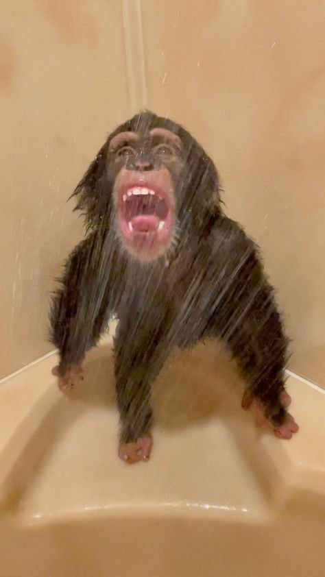 Monkey Showering, Funny Monkey Pictures, Cute Monkeys, Monkey Cute, Shower Pictures, Shower Funny, Cute Monkey Pictures, Cute People, Shower Pics