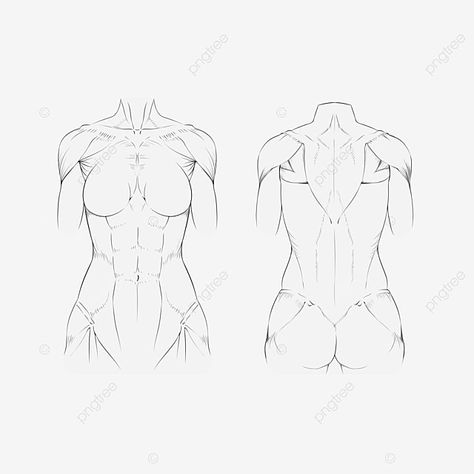 Muscular Female Anatomy Drawing, Woman Torso Drawing Anatomy Reference, Female Upper Body Drawing Reference, Back Muscles Women Drawing, Female Back Muscles Reference, Women Back Drawing Reference, Female Back Sketch, Women Torso Anatomy, Female Torso Muscles