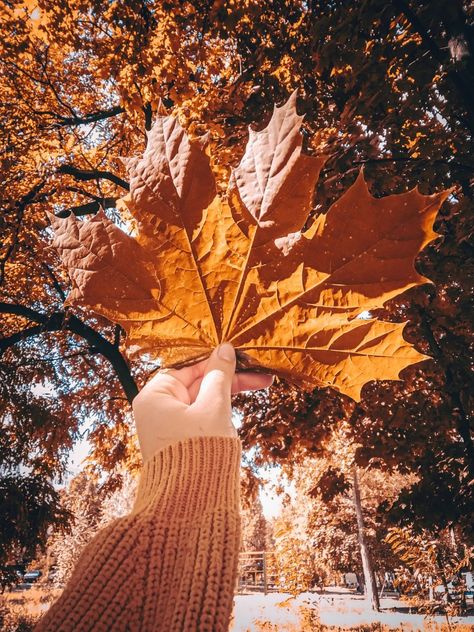 Jumping In Leaf Piles Aesthetic, Jumping In Leaves, Board Pictures, Easy Autumn Recipes, Vision Board Pictures, Fun Fall Activities, Fall Bucket List, Weather Patterns, Warm Sweater