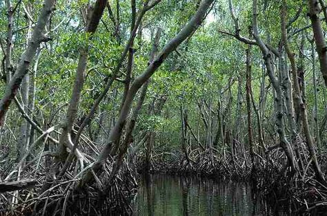 hutan-bakau Climate Adaptation, Mangrove Swamp, Everglades Florida, Rainforest Animals, Mangrove Forest, Everglades National Park, Sea Level Rise, Porto Rico, Tainan