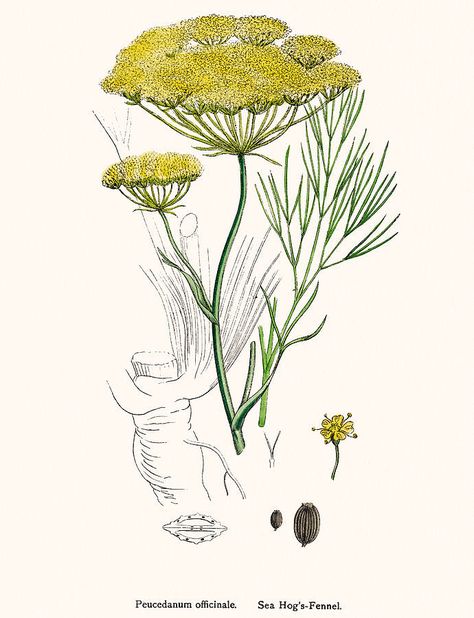 Fennel Plant, Fennel Flower, Plant Book, Flower Collage, Antique Illustration, Plant Drawing, Scientific Illustration, Floral Retro, Ap Art