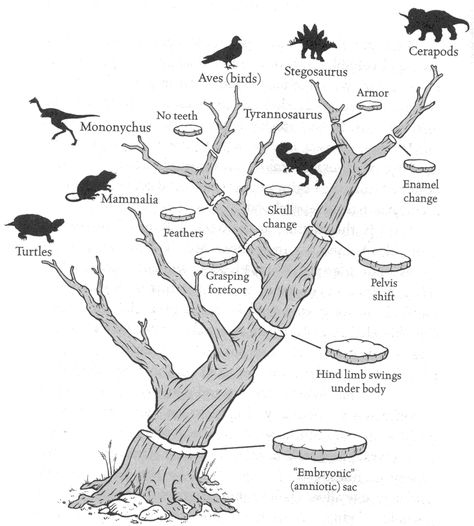 Amniote Phylogeny presented as a "Tree of Life" Black Glitter Wallpapers, Tree Of Life Images, Phylogenetic Tree, Kids Room Paint, Bio Art, Tree Images, Glitter Wallpaper, Altered Books, Jurassic World