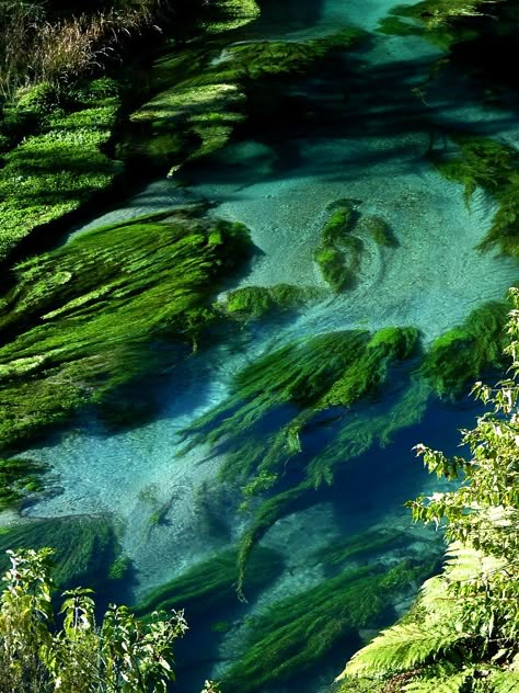 Clear waters of Te Waihou River in North Island, New Zealand North Island New Zealand, New Zealand Travel, White Cloud, Amazing Pictures, Amazing Travel, Tasmania, Places Around The World, Places I Want To Go, Amazing Nature