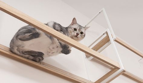 Cat Climbing Shelf, Cat Furniture Standing Shelves, Floating Cat Shelves The Home Depot, Floating Cat Shelves Tall Wall, Diy Cat Shelves Catwalks, Modern Cat Tower, Cat Walkway, Cat Climbing Shelves, Cat Climbing Wall