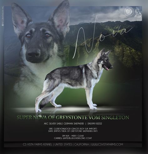 Dog Show Poster Design, Dog Show Poster, Dog Presentation, Silver Sable German Shepherd, Show Poster Design, Sable German Shepherd, Dog Design Art, Puppy Nursery, Dog Logo Design