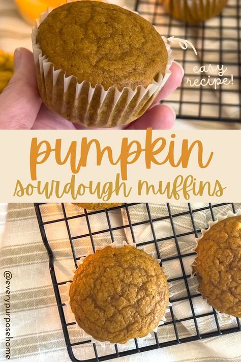 pumpkin sourdough muffins Sourdough Pumpkin Muffins, Sourdough Discard Pumpkin, Pumpkin Muffins With Chocolate Chips, Pumpkin Bread Muffins, Pumpkin Sourdough, Sourdough Pumpkin, Pumpkin Muffins Recipe, Muffins With Chocolate Chips, Pumpkin Bagels