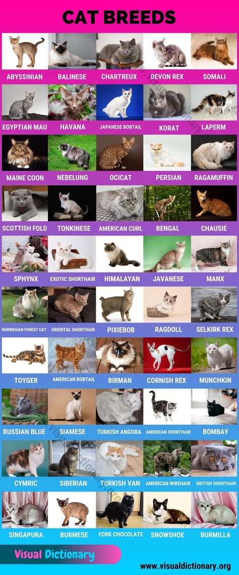 Animals Classification, Classification Of Animals, Cat Breeds List, Exotic Cat Breeds, Fluffy Cat Breeds, Cat Breeds Chart, Mammals Animals, American Bobtail Cat, Animals Name In English