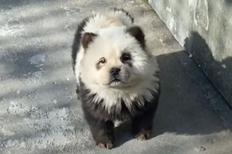 Zoo Dyes Chow Chow Dogs to Look like Pandas and Exhibits the Pups as 'Panda Dogs' Panda Chow Chow, Panda Puppy, Panda Dog, Chow Chow Dogs, Bernedoodle Puppy, San Diego Zoo, Police Dogs, American Kennel Club, Cutest Thing Ever