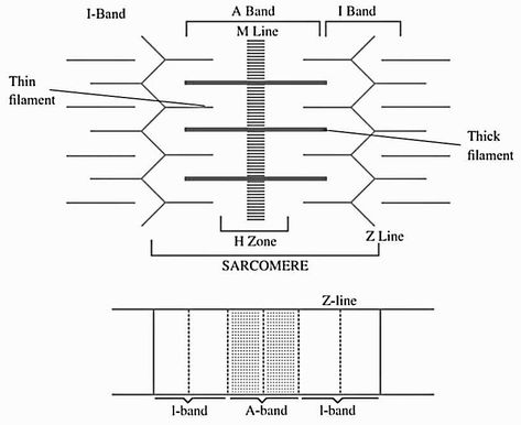 CLASS 11TH BIOLOGY CHAPTER- 20 LOCOMOTION AND MOVEMENT NCERT QUICK REVISION NOTES FOR NEET AND CBSE EXAM Locomotion And Movement, Types Of Muscles, Study Chemistry, Plasma Membrane, Motor Neuron, Study Flashcards, Chemistry Notes, Class 11, Revision Notes