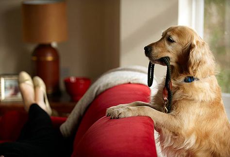 2. Trying to communicate Best Dogs For Kids, Dog Hacks, Dog Care Tips, Dogs And Kids, Pet Sitters, Dog Obedience, Cat Person, Basset Hound, Dog Behavior