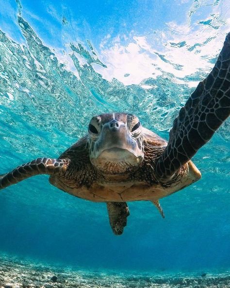 Swimming Nature, Sea Turtle Pictures, World Turtle Day, Ocean Swimming, Turtle Wallpaper, Adventure Island, Landscape Ocean, Baby Sea Turtles, Beautiful Sea Creatures