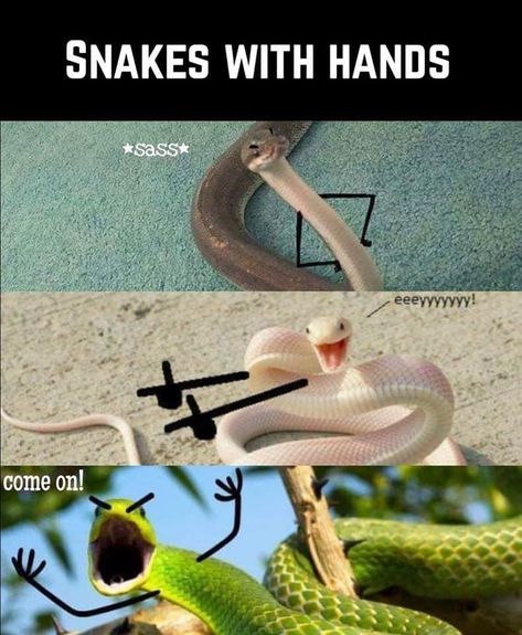 Snakes With Hands, 밈 유머, Cute Animal Memes, Funny Animal Jokes, Random Memes, 웃긴 사진, Crazy Funny Memes, Funny Animal Memes, Animal Jokes