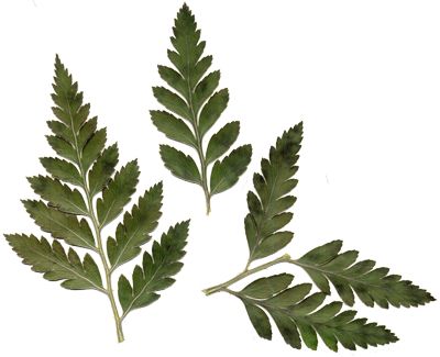 Leatherleaf Fern. Greenery / Filler Leather Leaf Fern, Leatherleaf Fern, Botanical Inspiration, Fern Wedding, Plant Study, Picture Templates, Fern Leaves, Leather Leaf, Png Aesthetic