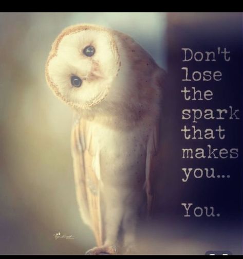 Night Owl Quotes Funny, Owl Inspirational Quotes, Wise Owl Quotes, Inspirational Quotes Positive Motivation Good Vibes, Grandma Wallpaper, Funny Owl Quotes, Night Owl Quotes, Spirit Animal Quotes, Owl Quotes