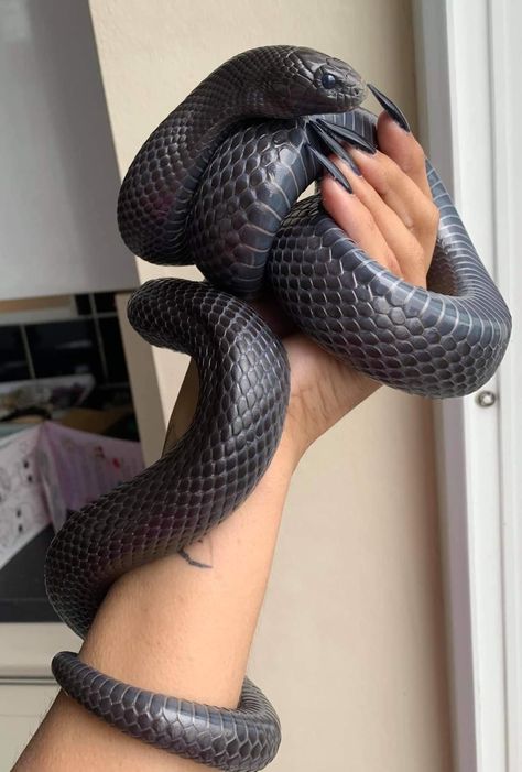 Pet Snake Aesthetic, Cool Snakes, Pretty Snakes, Reptile Room, Snake Lovers, Cute Reptiles, Cute Snake, Beautiful Snakes, Cute Small Animals