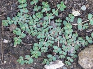 Spurge: Learn about a common garden weed and how to get rid of it! Common Garden Weeds, Low Growing Ground Cover, Green Gardens, Weeds In Lawn, Fall Vegetables, Garden Weeds, Invasive Plants, Lawn And Landscape, Desert Garden