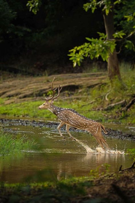 Chital Deer, Musk Deer, Axis Deer, Spotted Deer, Critters 3, Vulture Culture, Animal References, Pretty Animals, From Instagram