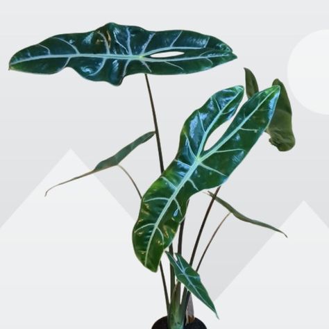 Alocasia longiloba Care Indoors and Propagation Alocasia Longiloba, Bright Indirect Light, Alocasia Plant, Cool Mist Humidifier, Liquid Fertilizer, Black Leaves, Bluish Green, Growing Indoors, In Addition