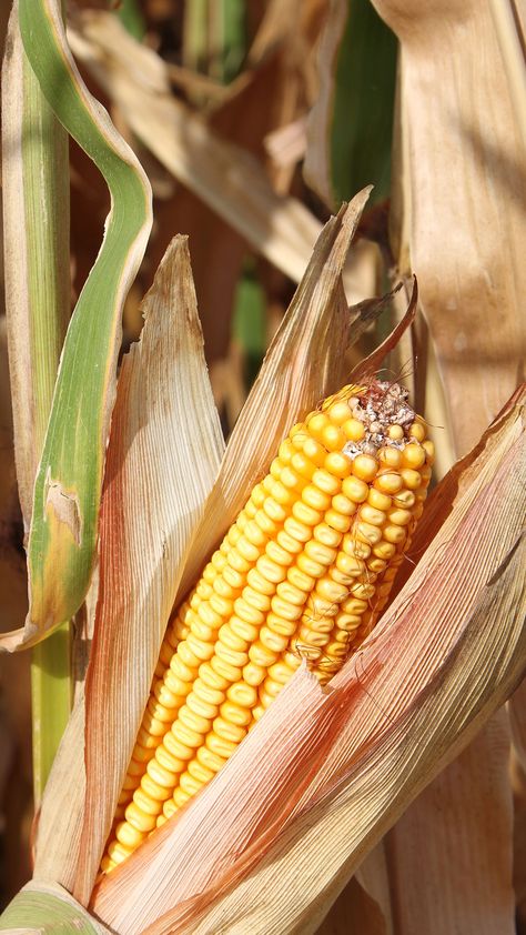 We’re all ears for these corn facts! Farm Facts, Corn Crib, Corn Field, Farm Photography, Ffa, Harvest Season, Rural Landscape, Animal Care, Country Farm