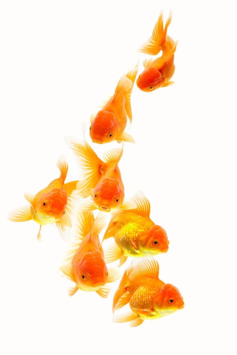 Goldfish Art, Fish Drawings, Beautiful Fish, Ap Art, Art Challenge, Goldfish, Art Reference Photos, Marine Life, Sea Creatures