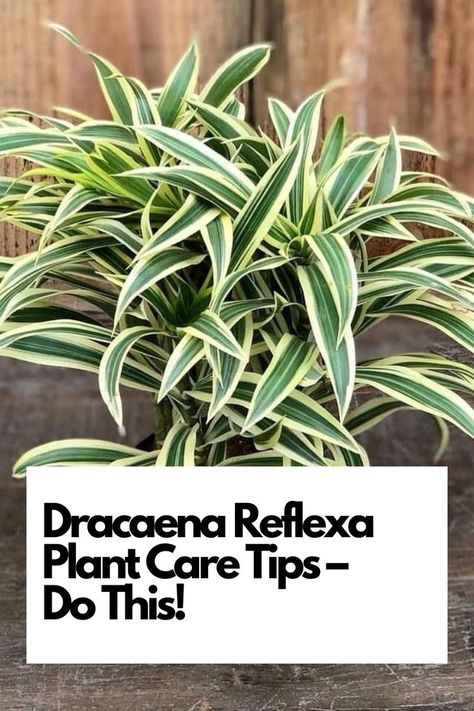 Elevate your Dracaena Reflexa (Song of India) care with these expert tips. Whether you're a novice or an experienced plant enthusiast, discover the secrets to a thriving Dracaena Reflexa. IG Photo by: dr.gol2 Song Of India Plant, Dracaena Reflexa, Dracaena Plant, Plant Care Tips, Salvia Officinalis, Dragon Tree, Rooting Hormone, Leafy Plants, Rubber Plant