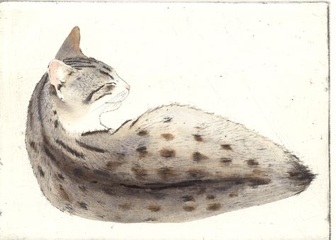 'Dozer' by Kay Mcdonagh.  Etchings available. Kay Mcdonagh, Painted Cats, Cute Cat Drawing, Cats Art, Cats Illustration, Cat Painting, Maine Coon, Cat Drawing, Kitty Cat