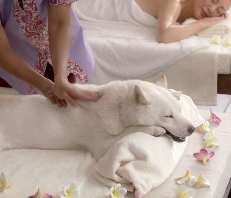 Dog Massage, Polar Bear, Cute Dogs, Massage, Spa, Dogs, Animals, On Instagram, Instagram