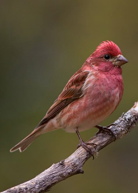 Purple Finch Bird, Purple Finch Tattoo, Rose Finch, Purple Finch, Finch Bird, House Finch, Pink Birds, Finches Bird, Purple Bird