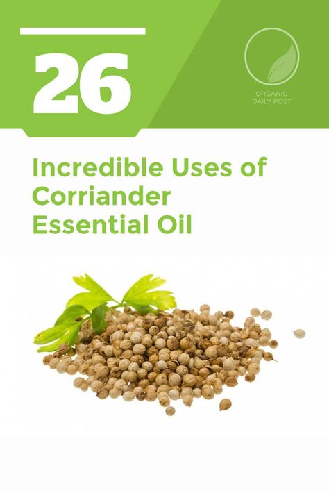 Coriander essential oil is used to treat bacterial and fungal infections, arthritis, pain, inflammation, fatigue and gout. Coriander Essential Oil Benefits, Coriander Essential Oil, Coriander Oil, Coriander Leaves, Oil Benefits, Essential Oil Benefits, Coriander Seeds, Oil Uses, Essential Oil Uses