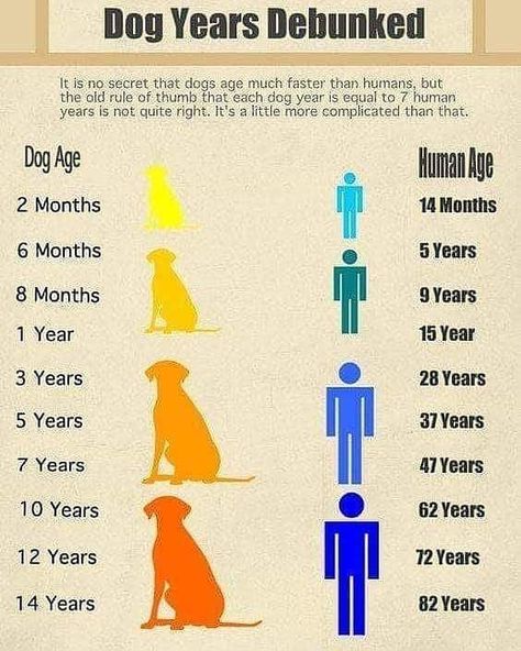 Learn how to calculate dog years into human years with this trusty chart. Train Dog, Dog White, Dog Health Tips, Dog Ages, Dog Brain, Dog Facts, Dog Years, Dog Info, Dog Care Tips