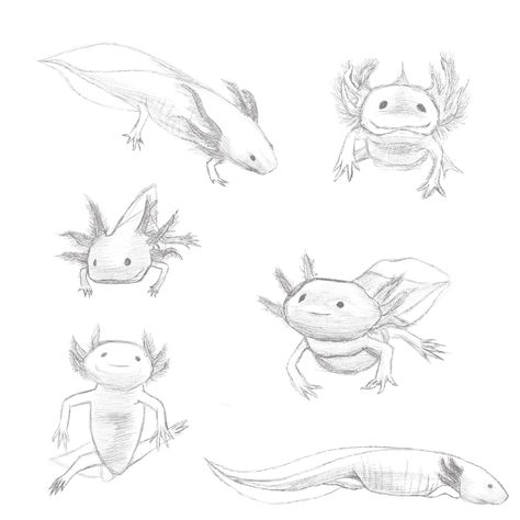 Axalotal Drawing, Axolotl Drawing Realistic, Axolotl Sketch, Axolotl Tattoo, Axolotl Drawing, Appearance Description, Study Sketches, Side View Drawing, View Drawing