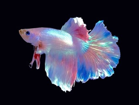 Betta Fish Types, Pretty Fish, Beta Fish, Cool Fish, Beautiful Sea Creatures, Cute Fish, Pet Fish, Exotic Fish, Pretty Animals