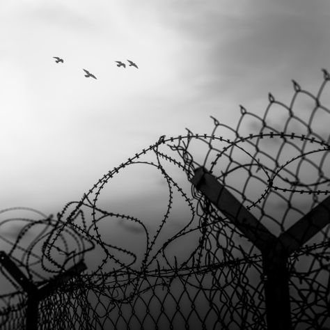 ""Free Birds Fly" - Birds flying over a barbed wire fence" by Anna Wacker - €27.52 Barbed Wire Photography, Barbed Wire Background, Barbed Wire Fence Aesthetic, Fences Aesthetic, Barbed Wire Aesthetic, Fence Tattoo, Fence Aesthetic, Wire Aesthetic, Wired Fence